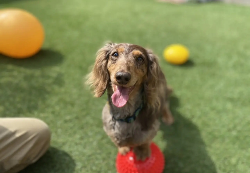 人工芝の上で遊ぶ犬