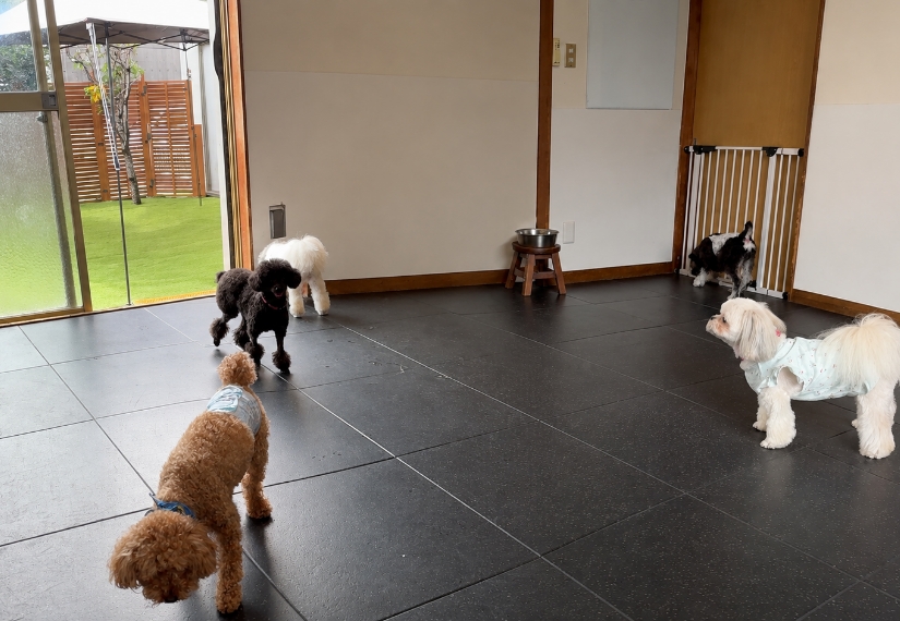 室内のプレイスペースで過ごす犬たち