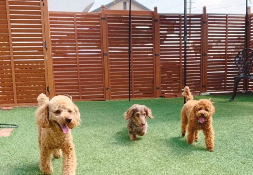 屋外の人工芝スペースで過ごす犬たち