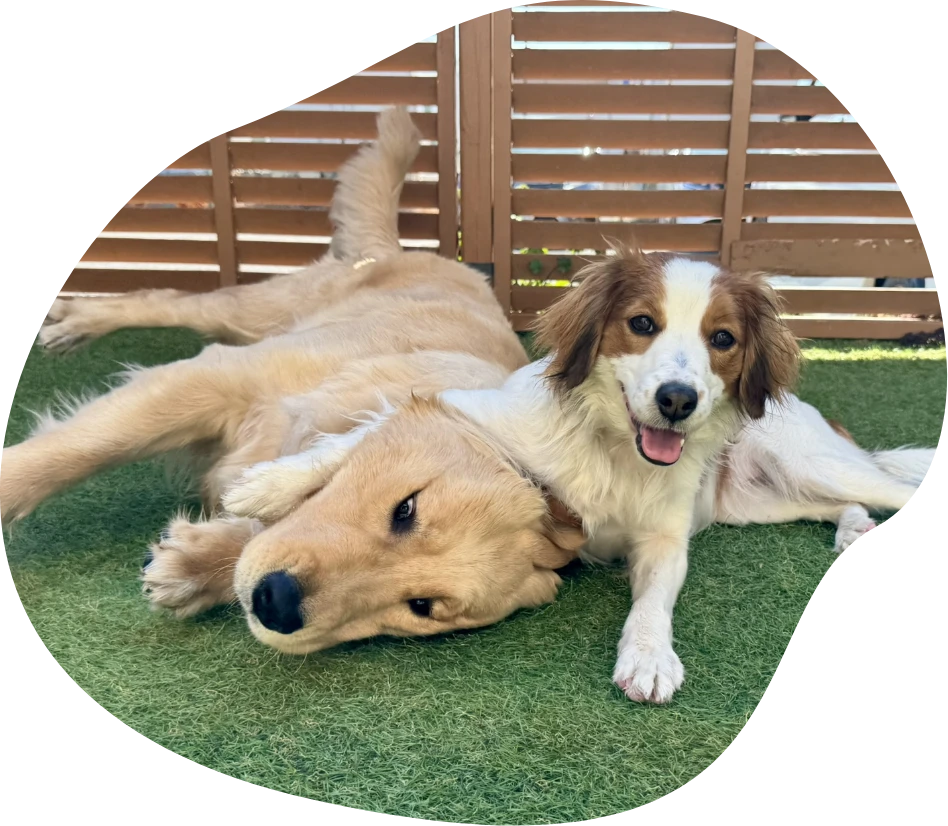 芝生でくつろぐ2頭の犬