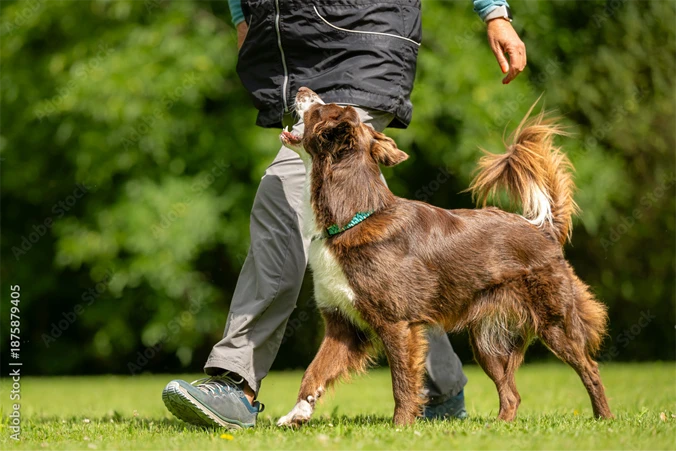 トレーナーを見上げながら歩く犬