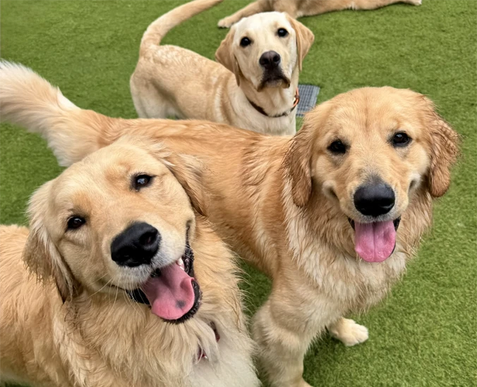 一緒に過ごす3頭の犬